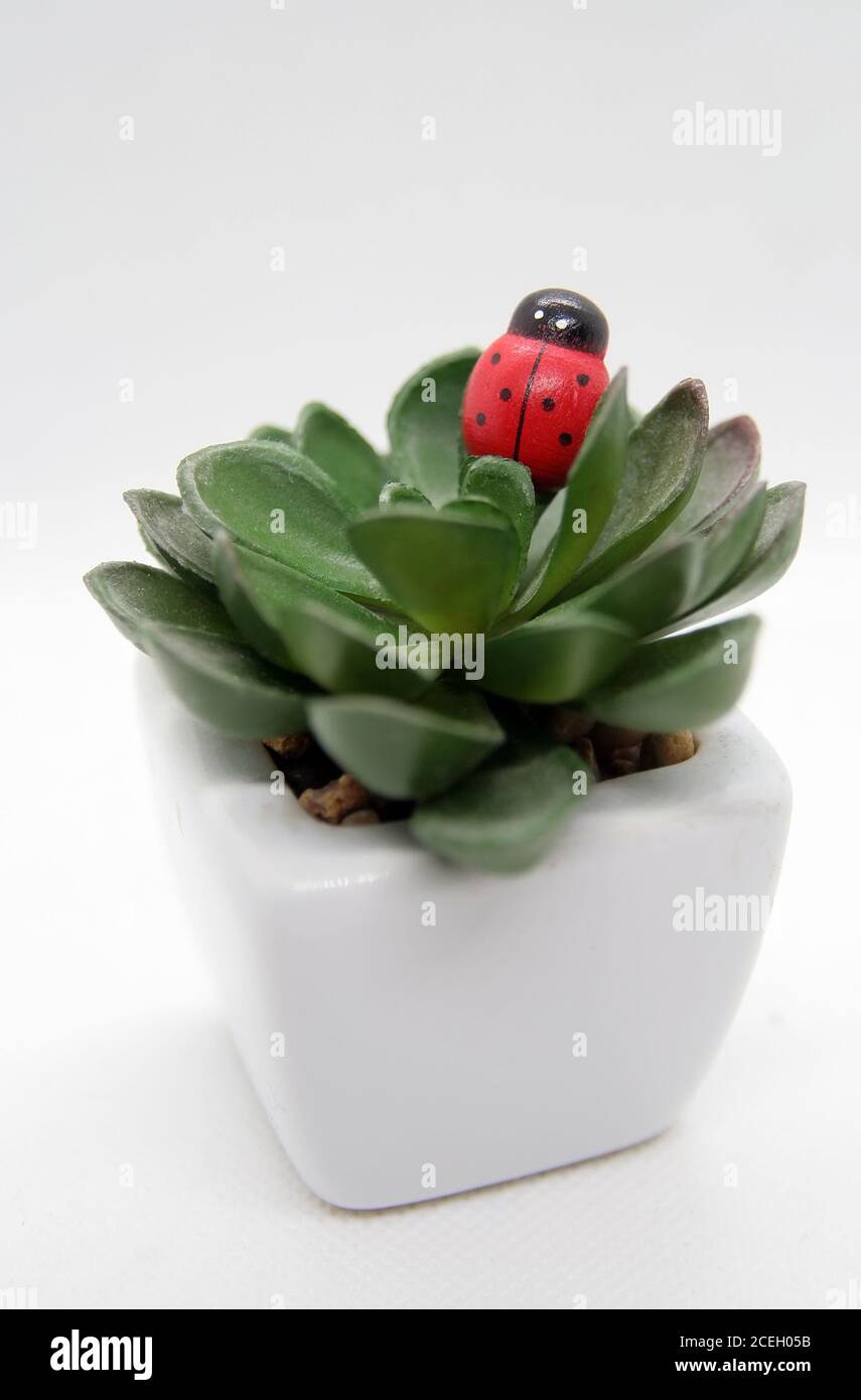 Lady Bird auf einem Haus Blumen. Lady Bird auf einem Kaktus. Bug auf einer Pflanze. Stockfoto