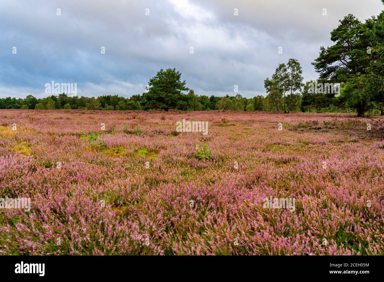 Die Osterheide, Heidegebiet im Naturschutzgebiet Lüneburger Heide, bei Schneverdingen, Niedersachsen, Deutschland, Stockfoto