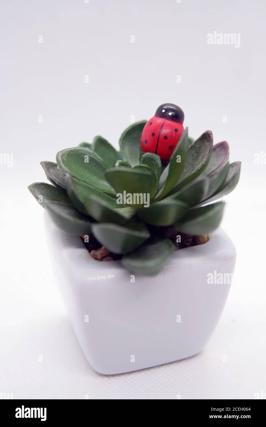 Lady Bird auf einem Haus Blumen. Lady Bird auf einem Kaktus. Bug auf einer Pflanze. Stockfoto