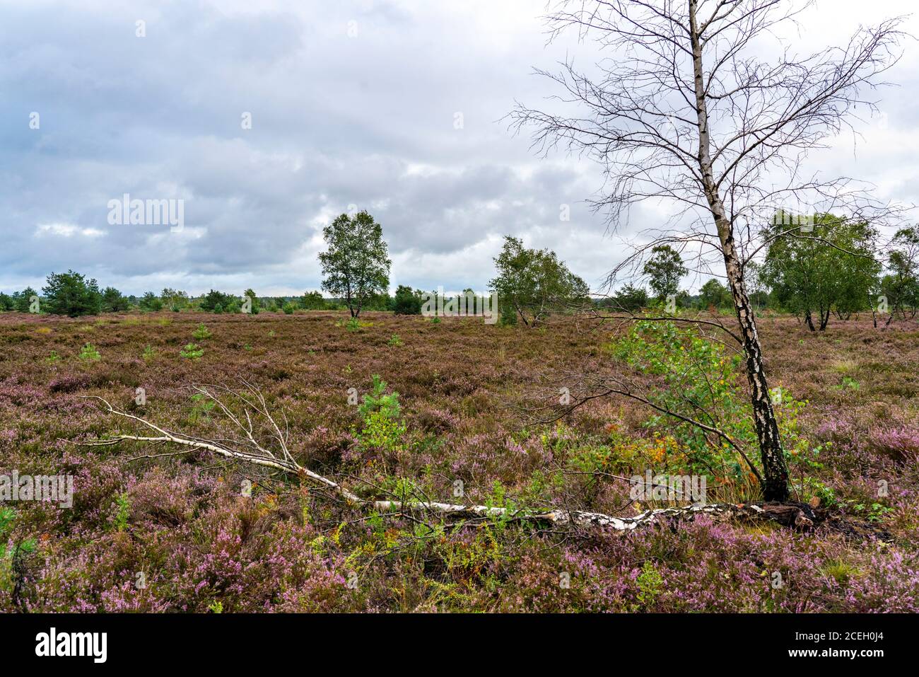 Die Osterheide, Heidegebiet im Naturschutzgebiet Lüneburger Heide, bei Schneverdingen, Niedersachsen, Deutschland, Stockfoto