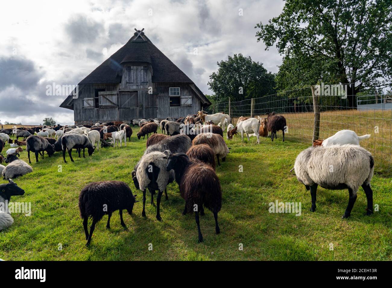Stall für Heidschnucken Schafe und Ziegen, im Naturschutzgebiet Lüneburger Heide, Niedersachsen, Deutschland, Stockfoto