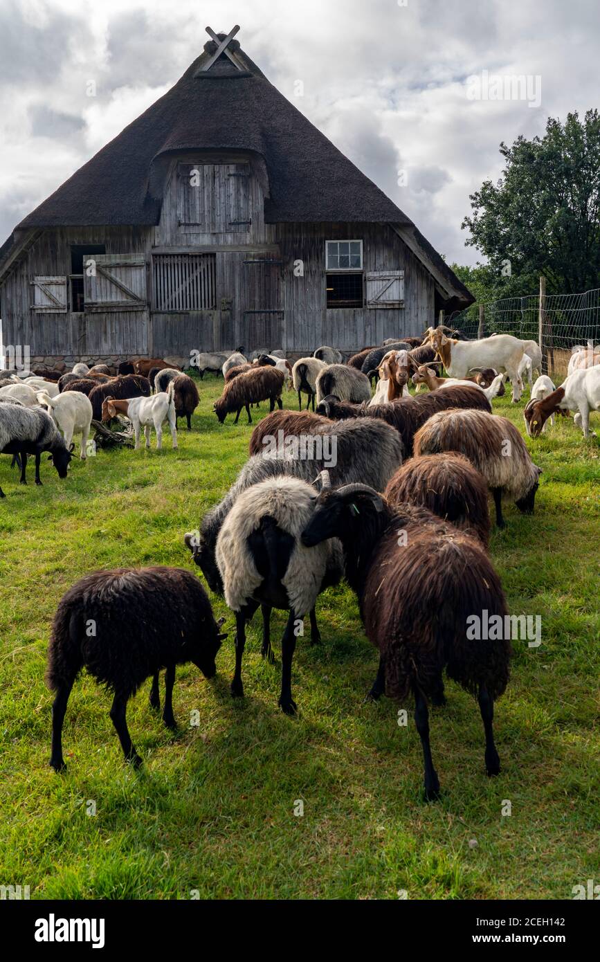 Stall für Heidschnucken Schafe und Ziegen, im Naturschutzgebiet Lüneburger Heide, Niedersachsen, Deutschland, Stockfoto