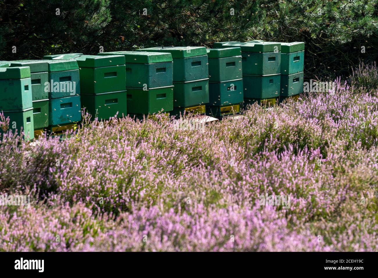 Bienenboxen, Bienenstücke in der Höpener Heide, Heideblüte der Besenheide, im Naturschutzgebiet Lüneburger Heide, Niedersachsen, Deutschland, Stockfoto