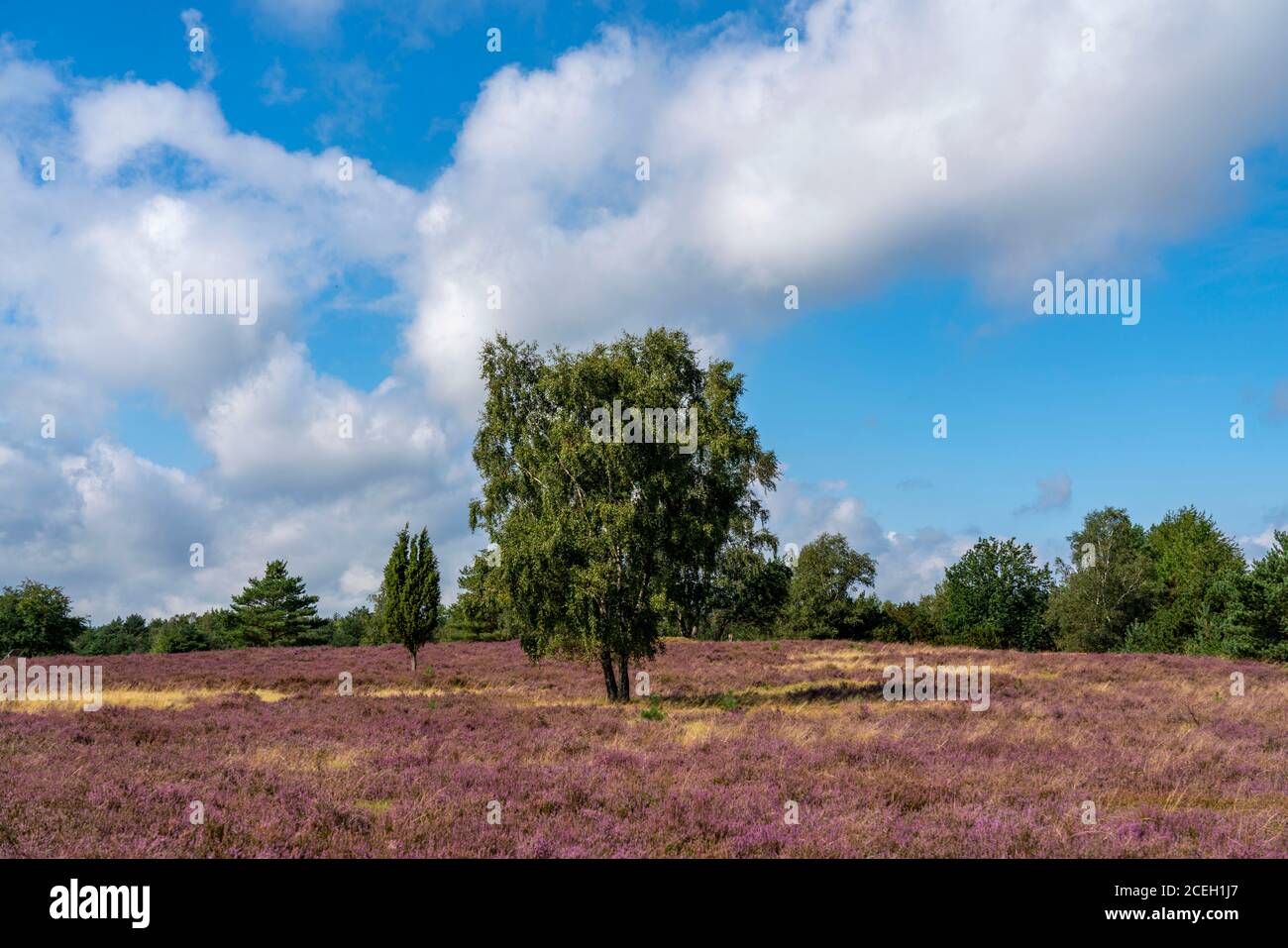 Heideblüte der Besenheide, in der Höpener Heide, im Naturschutzgebiet Lüneburger Heide, Niedersachsen, Deutschland, Stockfoto