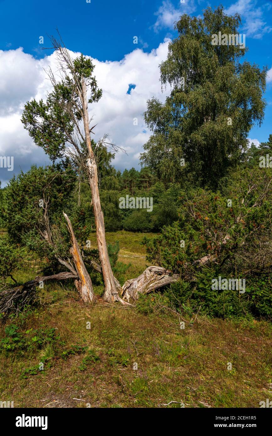 Wacholderbusch, Heideblüte der Besenheide, im Büsenbachtal, Naturschutzgebiet Lüneburger Heide, Niedersachsen, Deutschland, Stockfoto