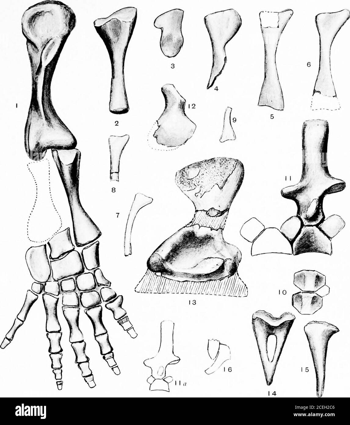 . Revision der Amphibien und Fische der Permianer Nordamerikas. Trevialops inillcri. Nn. 640 Univ. f Chicago. X %. Alle Feigen nach Williston. 1. Rechte Scapula-Corocoid, äußere Oberfläche.z. Die gleiche, innere suilace.i. Die sar/ie, ]iosteiii)i- Kante. 4. Interciax-Ikel und Riglit-Schlüsselbein von oben. 5. Rechter Schlüsselbein, von hinten. 6. Linke Ulna, innere Oberfläche. 7. Das gleiche, äußere Synrftice. S. linker Oberarm, Vorderansicht.9. Die gleiche, hintere Ansicht.10. Rechter Humerus von Eryops, eingefügt forcompaii.son. FALL: AMPHIBIEN UND FISCHE. Treviatops iiiilleri. Xo. 640 Uni-. Von Chicago. X Alle Figuren afte Stockfoto