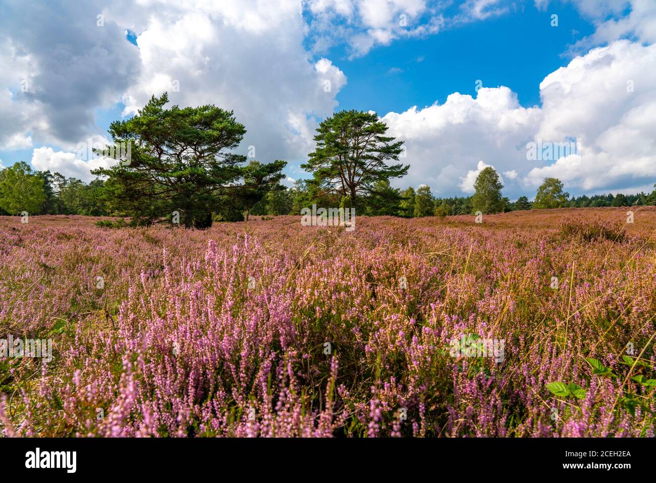 Heideblüten von Besenheide, im Büsenbachtal, Büsenbachtal, Naturschutzgebiet Lüneburger Heide, Niedersachsen, Deutschland, Stockfoto