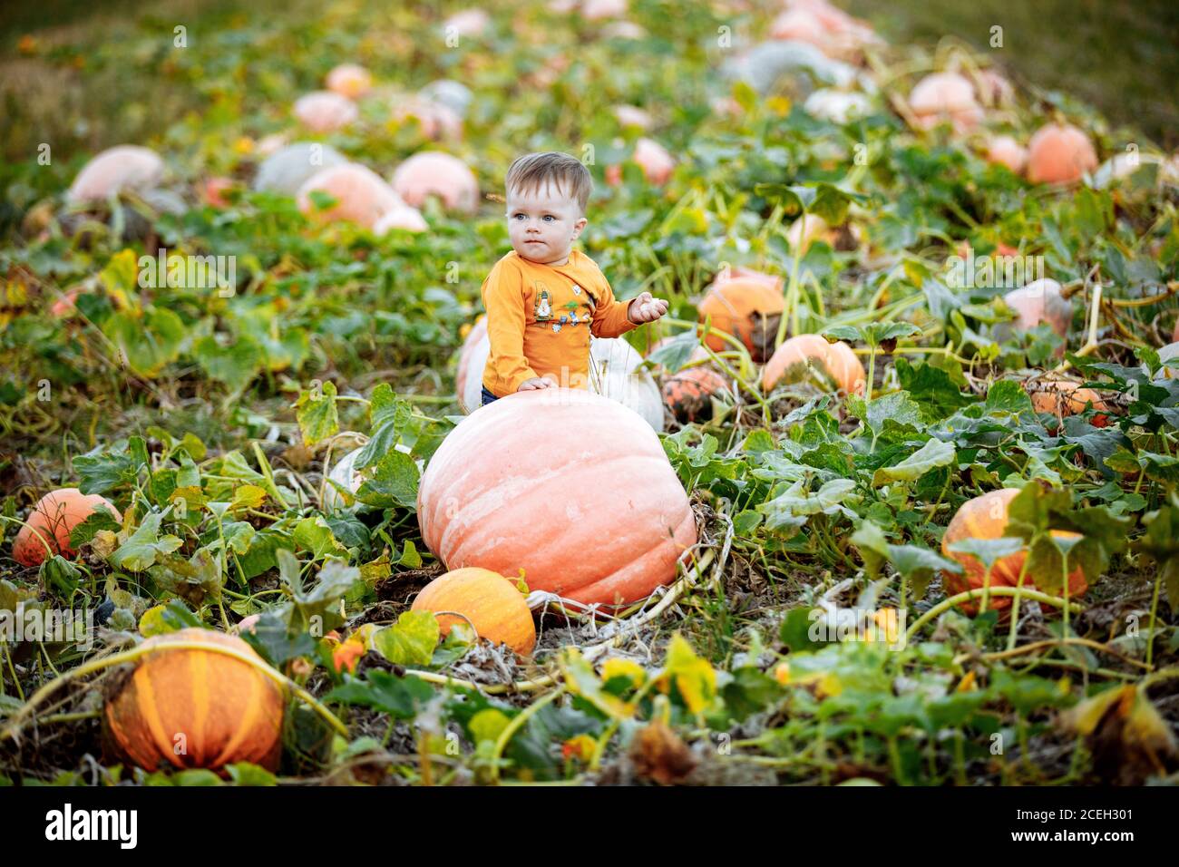 Kleiner Junge mit Spaß auf einer Tour durch eine Kürbisfarm im Herbst