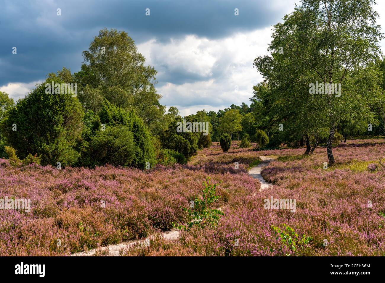 Heideblüten von Besenheide, im Büsenbachtal, Büsenbachtal, Naturschutzgebiet Lüneburger Heide, Niedersachsen, Deutschland, Stockfoto