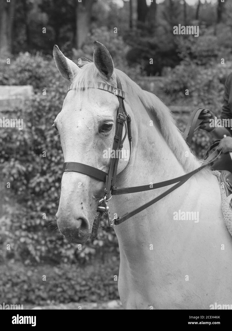 Schwarz-weiß Schuss von großen Pferd mit Zaum auf Wiese bei Tageslicht in Belgien stehen. Stockfoto