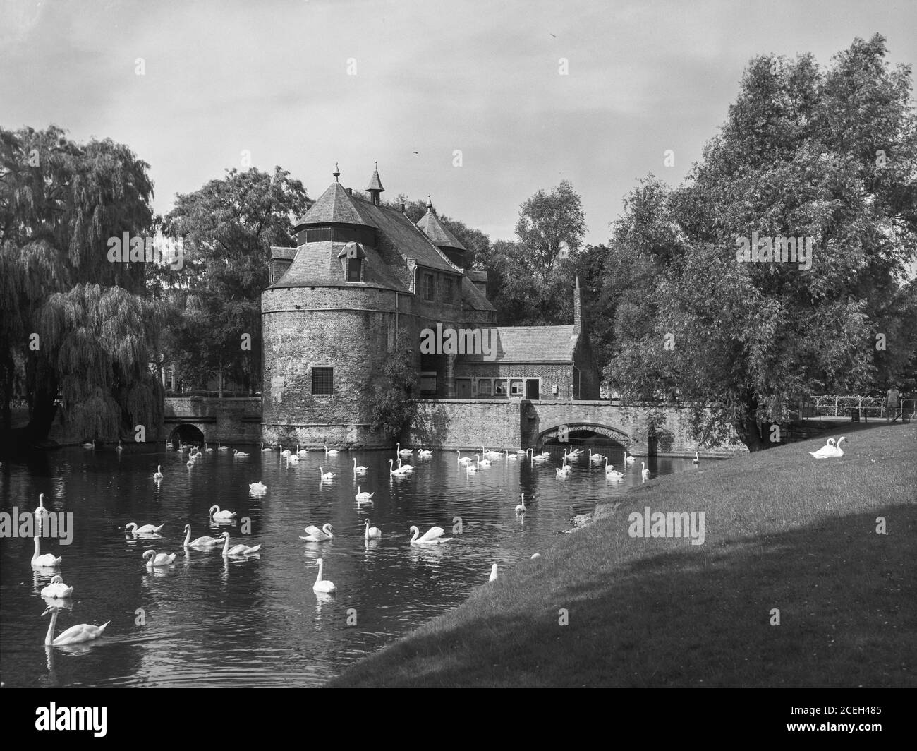 Malerische Schwarz-Weiß-Aufnahme von Schwanen schwimmen im See mit alten Stein Burg am Ufer zwischen Bäumen, Belgien. Stockfoto