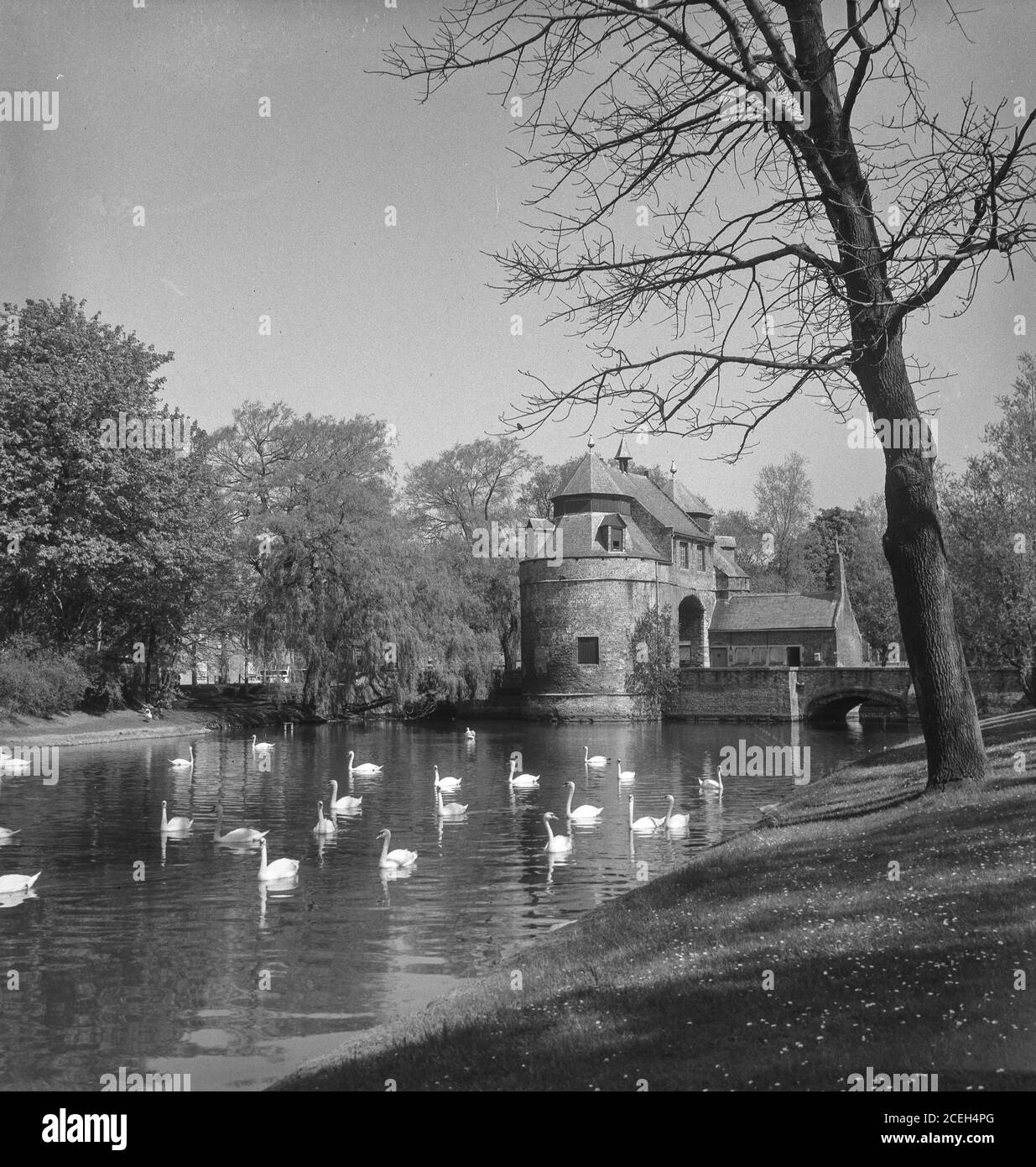 Malerische Schwarz-Weiß-Aufnahme von Schwanen schwimmen im See mit alten Stein Burg am Ufer zwischen Bäumen, Belgien. Stockfoto