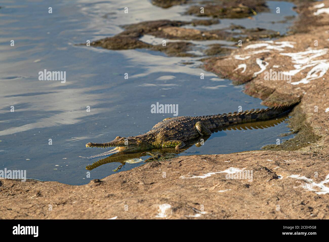 Ein australischer Süßwasserkrokodil liegt mit offenem Maul am Rand eines Billabongs nahe Mount Borradaile, Northern Territory, Australien. Stockfoto