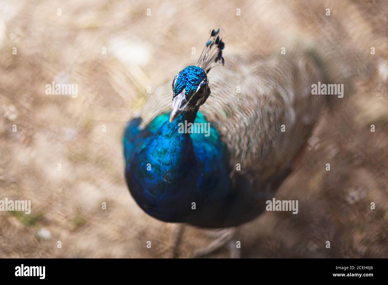 Pfau. Indischer wilder Pfau (Pavo cristatus). Porträt eines schönen Pfaus mit Federn aus Stockfoto
