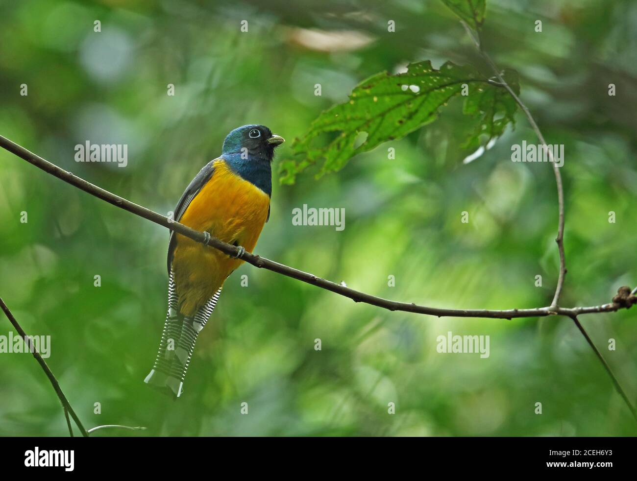 Schwarzkehliger Trogon (Trogon rufus chrysochloros) erwachsener Mann, der auf dem Zweig REGUA, Atlantischer Regenwald, Brasilien, Juli, thront Stockfoto