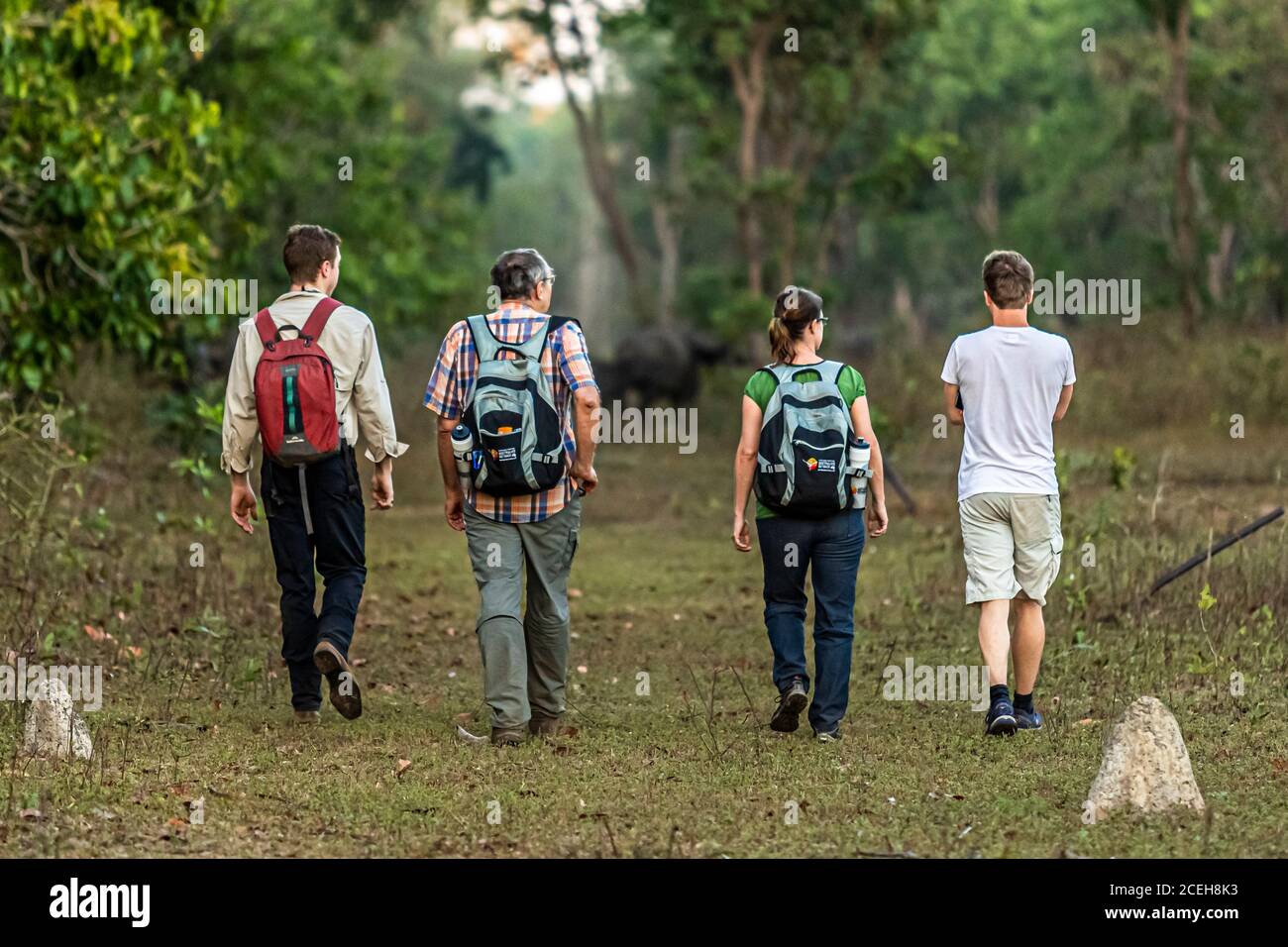 Wandern mit Wasserbüffeln im Northern Territory, Australien Stockfoto