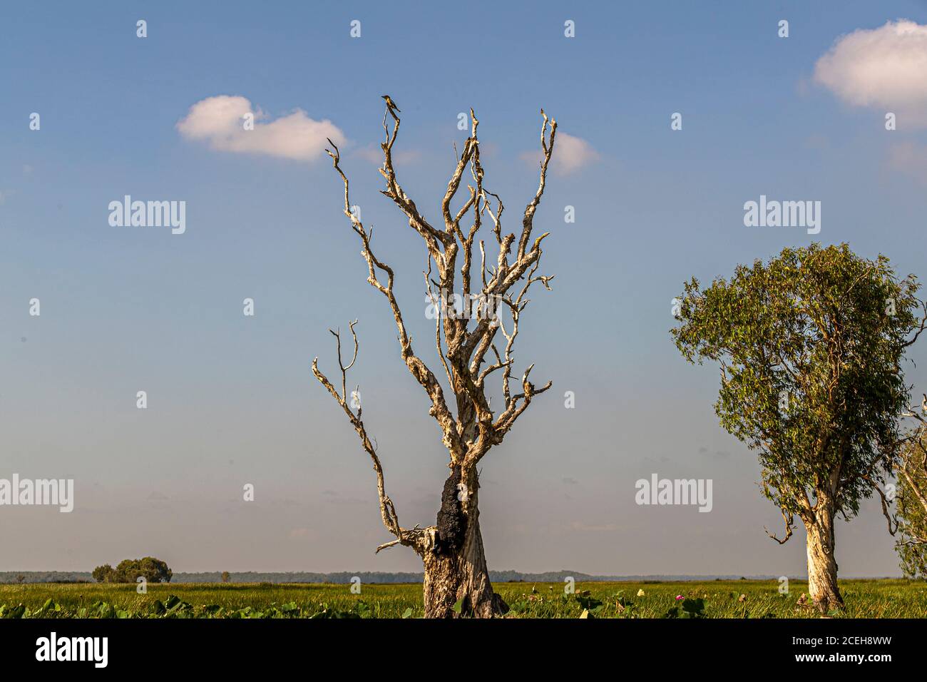 Vogelbeobachtung in der Bamurru Plains Lodge, Northern Territory, Australien Stockfoto