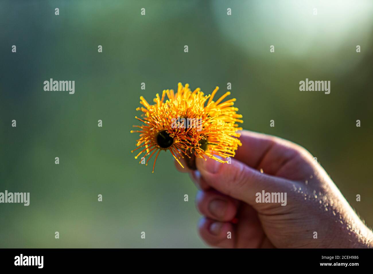 Geführte Tour durch die Bamurru Plains, Northern Territory, Australien Stockfoto
