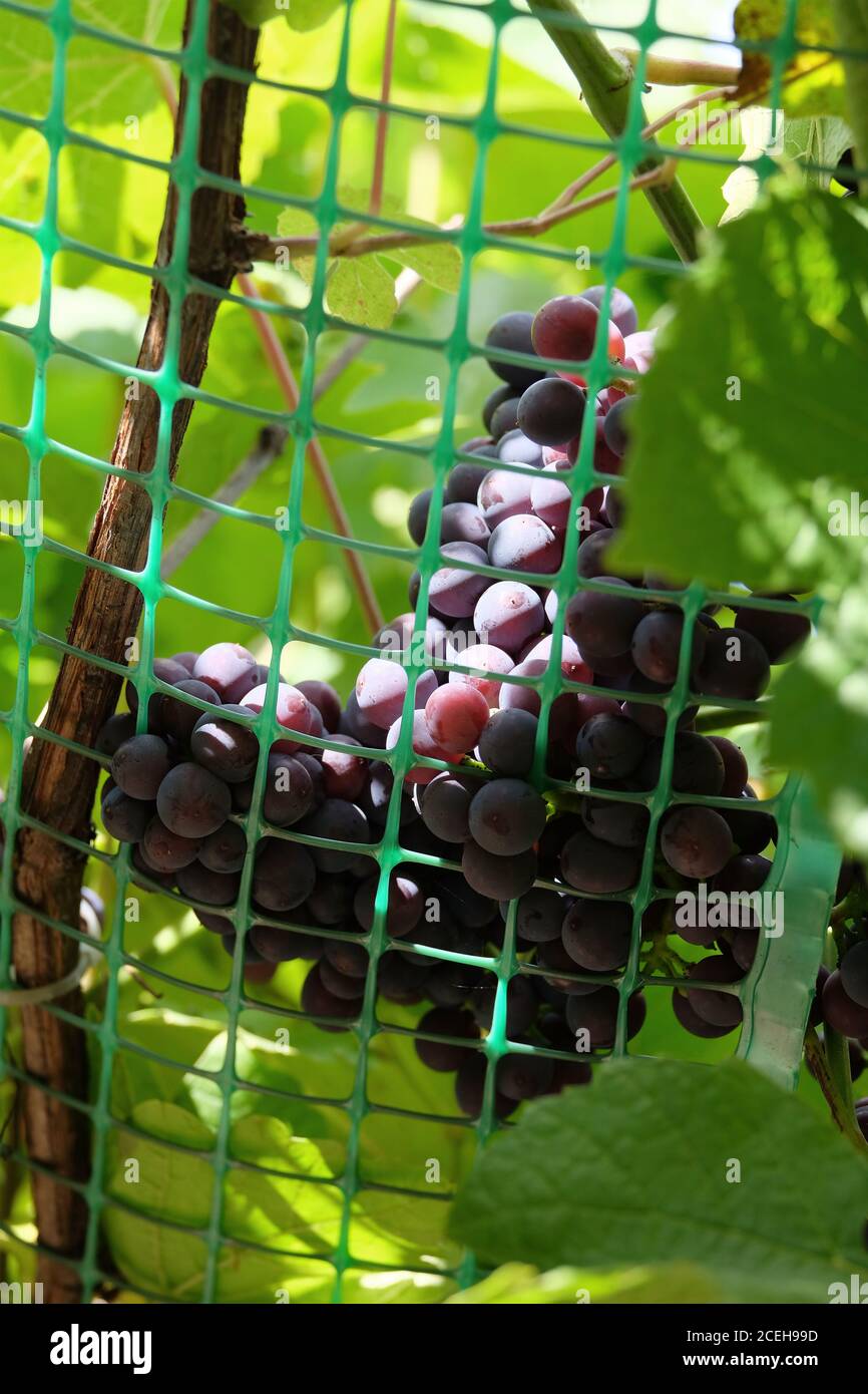 Reife appetitliche Trauben von roten Trauben an der Rebe hängt Nach unten aus halten Gitter im Garten vertikale Ansicht schließen Nach oben Stockfoto