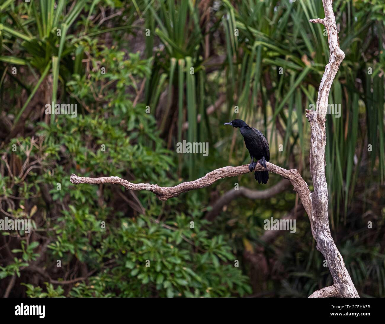 Vogelbeobachtung am Top End von Australien Stockfoto