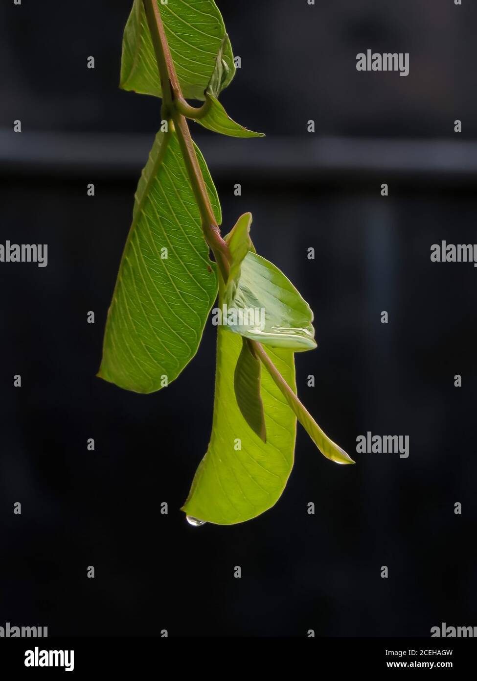 Grüne Blätter mit einem Tropfen Tau auf der Spitze auf schwarzem Hintergrund. Stockfoto