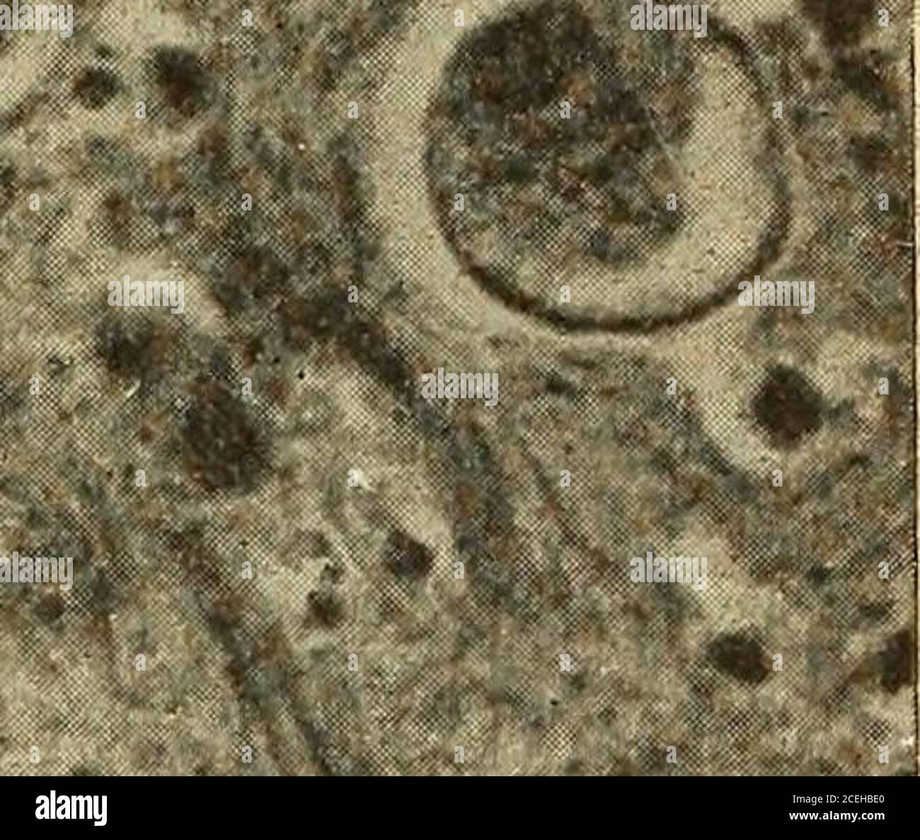 . Pathologische Technik; ein praktisches Handbuch für Arbeiter in der pathologischen Histologie und Bakteriologie. ™ i 1 Abb. 123.- Entamoeba histolytica im Abschnitt des Geschwürs des Darms; X 500 (photoby F. B. Mallory). 3. Differenzieren Sie in einer 2 Prozent, wässrigen Lösung von Oxalicacid für eine halbe bis eine Minute. 4. In Wasser waschen. 5. Dehydrat in absolutem Alkohol 6. In Xylol. 7. Xylol-Balsam. Die Kerne der Amebae und die Granulate der Mastzellen sind bräunlich rot gefärbt; die Kerne der Mastzellen und aller anderen Zellen sind blau gefärbt. TIERISCHE PARASITEN. 383 Entamoeba coli,Schaudinn, 1903. Entamo Stockfoto