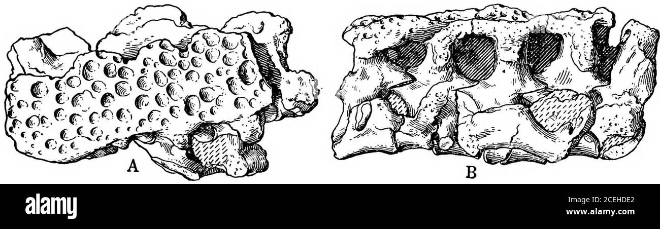. Die Revision der Amphibien und der Fische des Permians Nordamerikas. Einander und gelegen an den äußeren Rändern der Schnauze. Lyra fehlt. Otischer Schlitz vorhanden. Die Oberfläche des Schädels rauh; die hintere Verlängerung des Supraoccipitals ohne Ornamentik; die kleinen Zähne von ähnlicher Größe, konisch, schlank und eng beieinander. Die untere Oberfläche des Schädels zeigt Spuren eines dicken Putzes von Zähnekränzchen. Wirbeltiere rhachitom. Neuraldornen expandierten distal; mit einer Anordnung wie Dachziegel, die Oberfläche grob modelliert. Die Spinen überlagern sich zu einer Art carapa Stockfoto