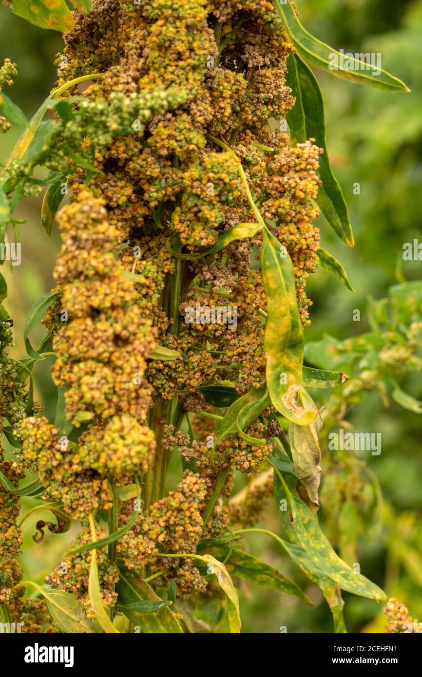 Chenopodium Quinoa, natürliche Nahrung Ernte Porträt Stockfoto