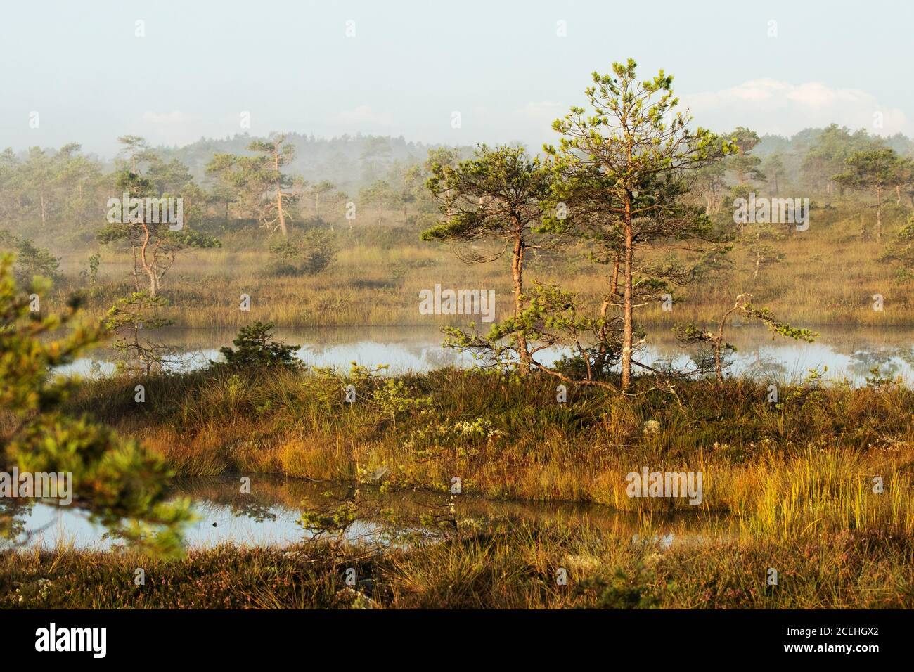 Ein ruhiger und ruhiger Morgen in Estnischer Moorlandschaft mit einigen kleinen Moorseen und leichtem Nebel. Stockfoto