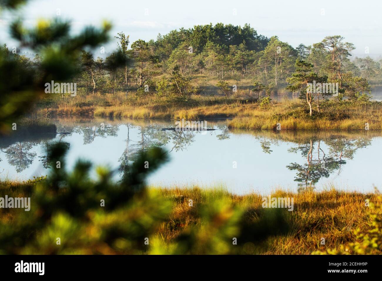 Eine üppige Moorinsel mitten im urzeitlichen Feuchtgebiet während eines frühen Sommermorgens im Soomaa Nationalpark, Nordeuropa. Stockfoto