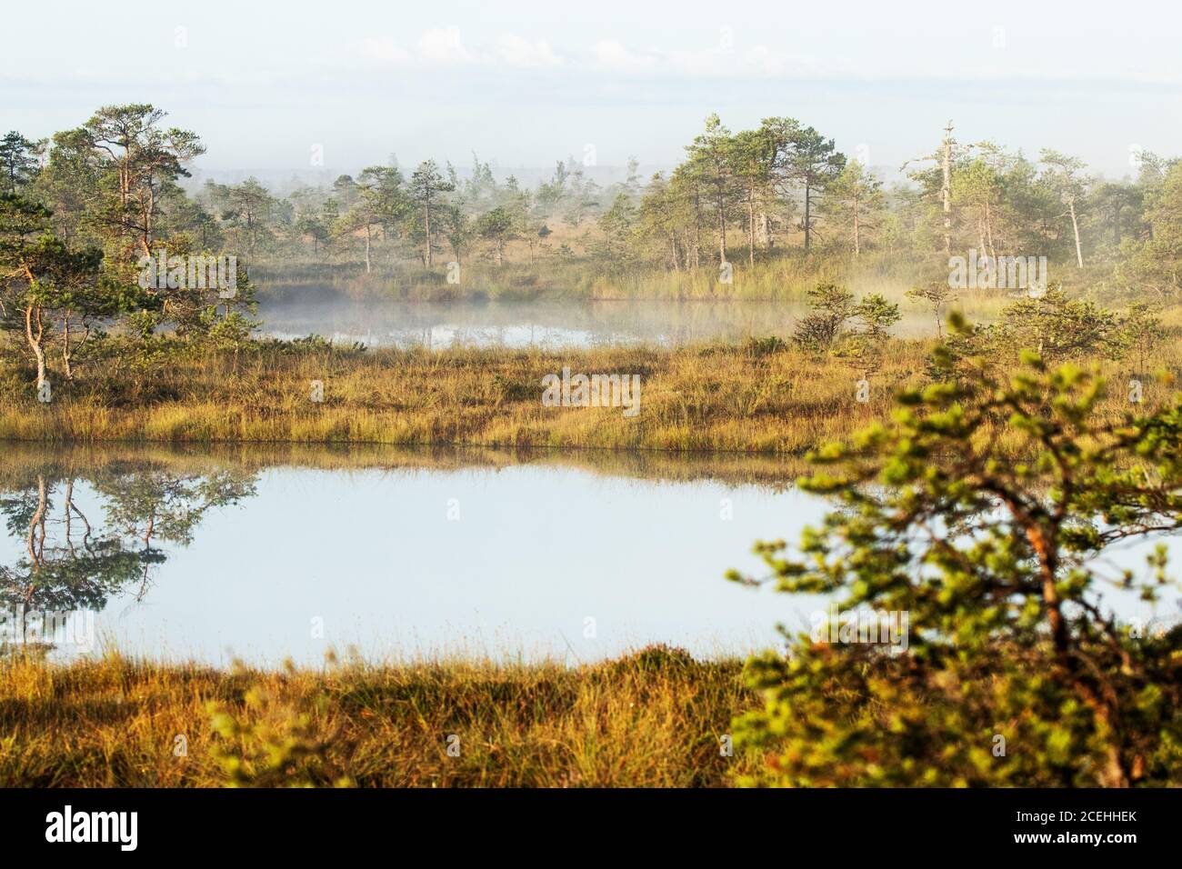 Ein ruhiger und ruhiger Morgen in Estnischer Moorlandschaft mit einigen kleinen Moorseen und leichtem Nebel. Stockfoto