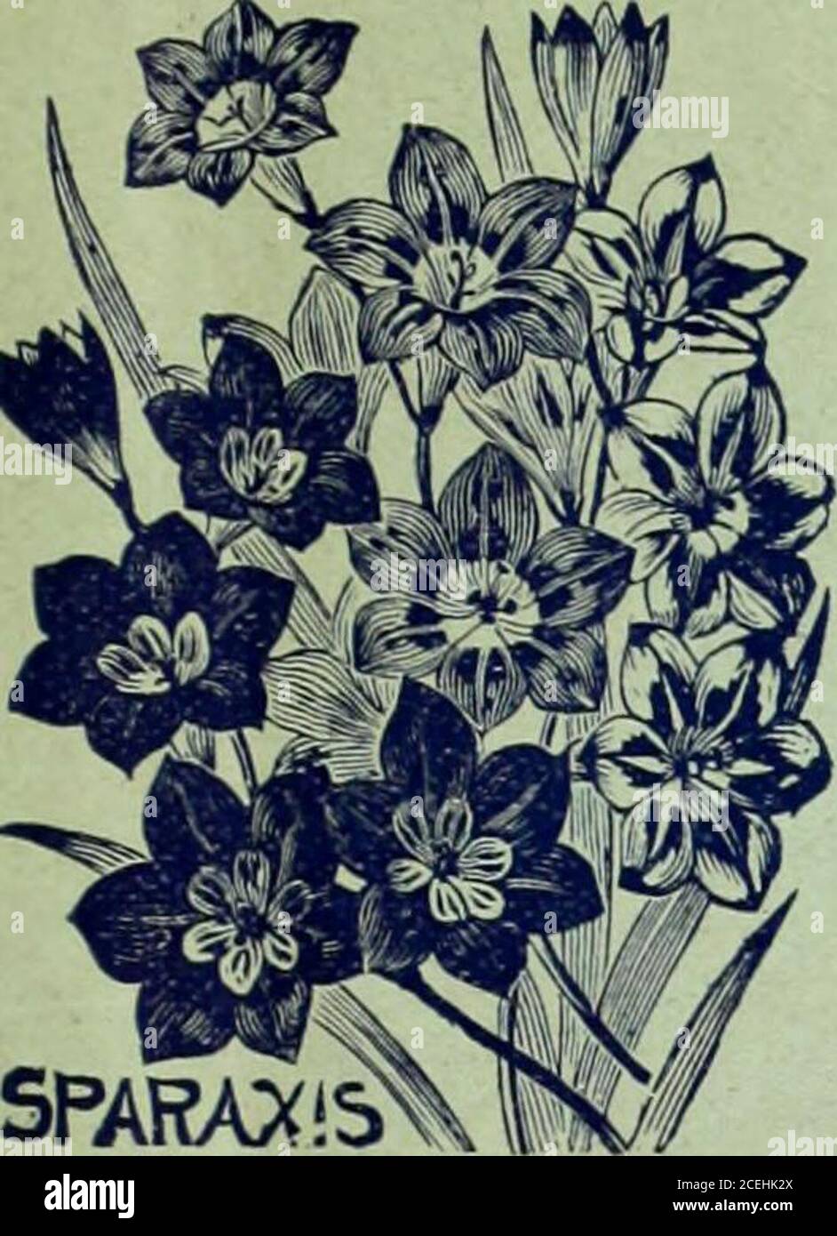 . [Herbst Katalog von winterharten Zwiebeln und Pflanzen]. Zahlung für die gleiche zu Club-Preise. Bitte schicken Sie mir folgendes als meine Vorliebe für das Aufstehen des Clubs. Name des Raiser of Club Post Office. County .State. M £ V.. o £ bis C (54> 0. NAMEN DES CLUBS. POSTAMT. Bundesland. Datum, JqFIH Lewis GhUdS, Fleral Park, Queens Ge., N. Y. sehr geehrter Herr: – beiliegende Find-Dollar, für die bitte senden Sie mir die Folloicing-Irtides von (FP^r.) MIL-Artikel werden per Post versandt, sofern nicht anderweitig bestellt.) Name, OS) .K... Post Office County State Quantity. ARTIKEL GEWOLLTER PREIS, HERBST KATALOG VON HARDY GLÜHBIRNEN UND PFLANZEN. 5 SPECIALTIES und /NO Stockfoto