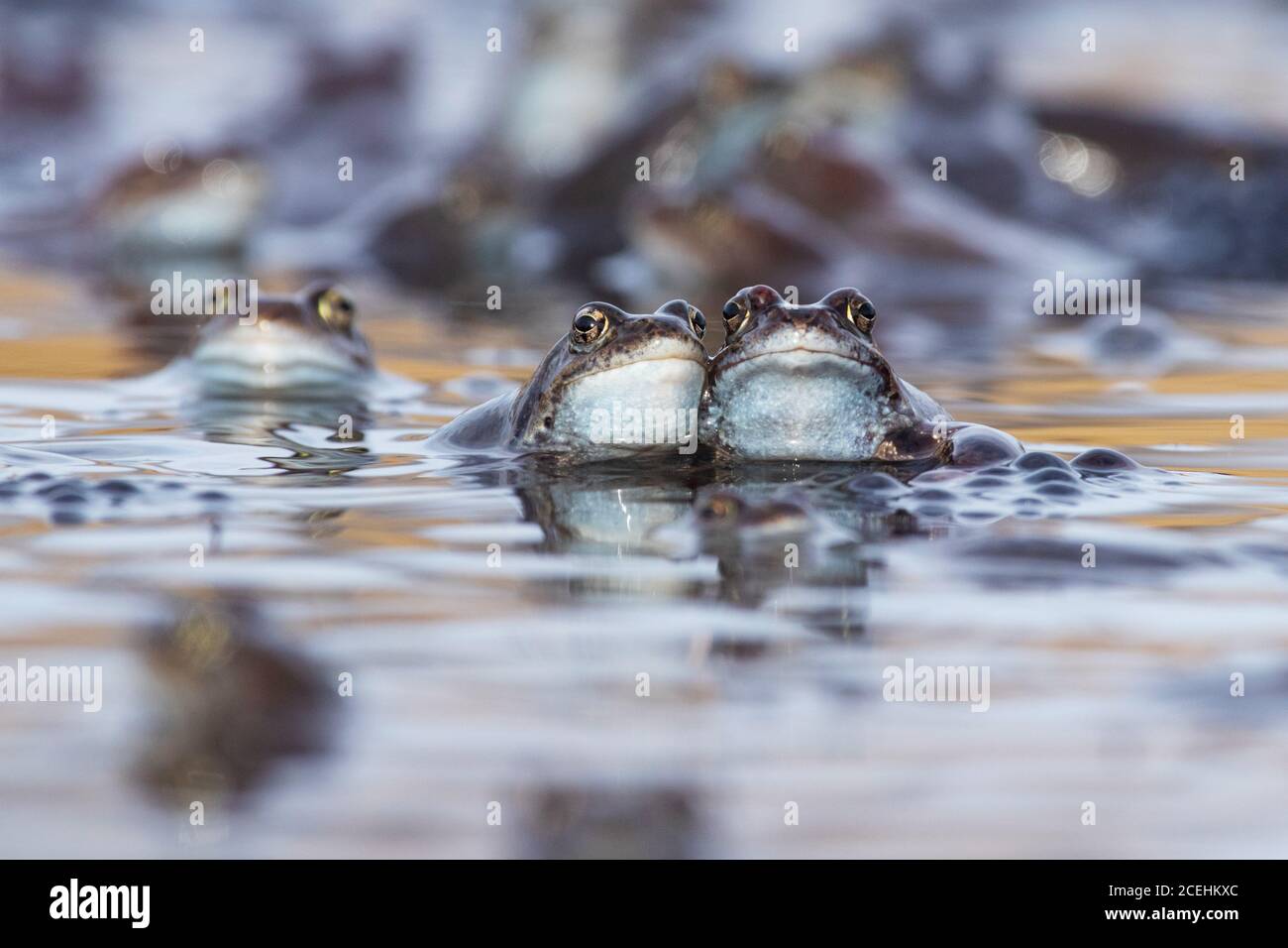 Ein Porträt von zwei europäischen gemeinsamen Fröschen, Rana temporaria während eines Frühlings Frösche laichen in einem Moor der estnischen Natur. Stockfoto