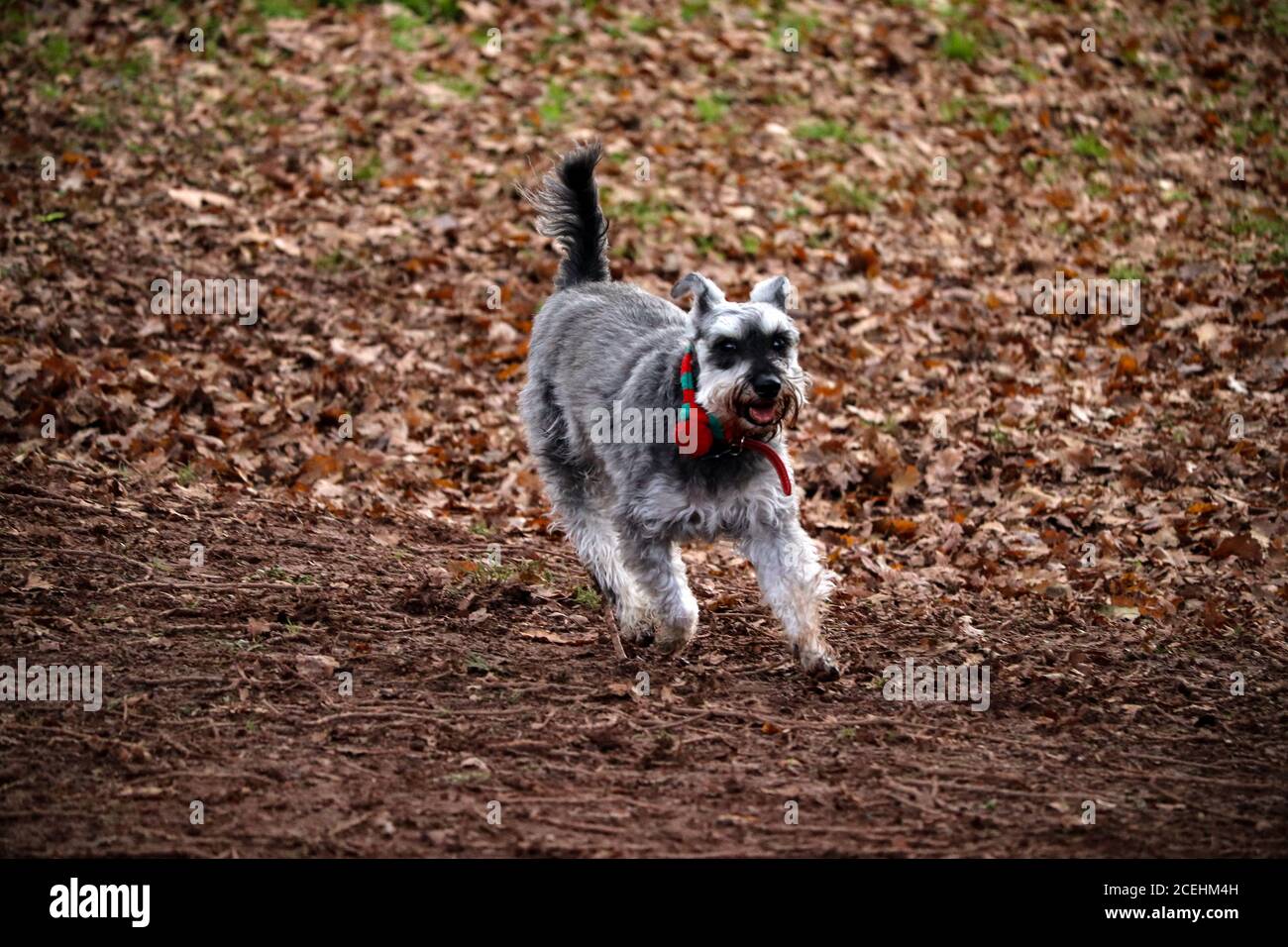 Zwergschnauzer-Hund Stockfoto