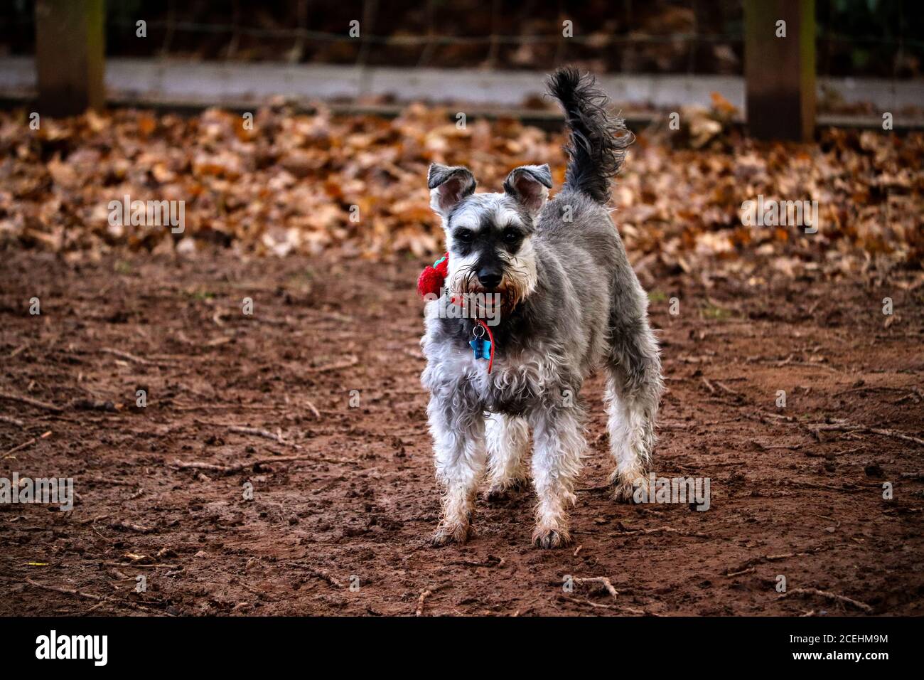 Zwergschnauzer-Hund Stockfoto