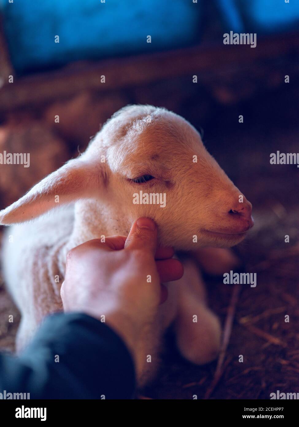 Hand von unerkennbaren Landwirt streichelte weiße kleine Schaf auf einem Bauernhof. Stockfoto