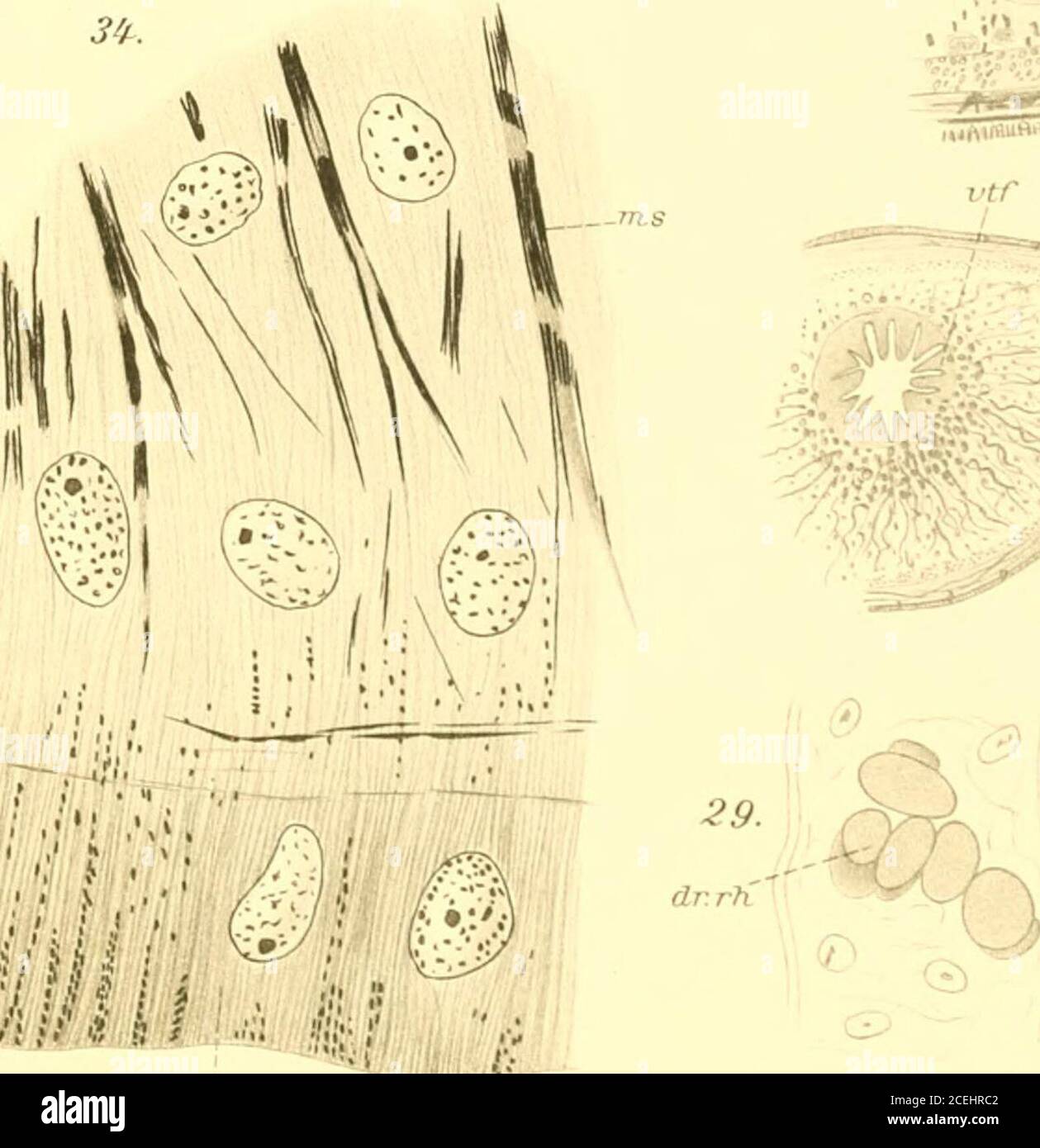 . Wissenschaftliche Ergebnisse einer zoologischen Expedition nach dem Baikal-See unter Leitung des Professors Alexis Korotneff in den Jahren 1900-1902. -CLR «y 3 tf уАллЛи.,Л л 22 4» e&gt;« AN* ö * t 4&gt; 7llp 33. ^ф^ь.^Щ 0 t/S e ЧГ .^^-e^2;#^^. Stockfoto