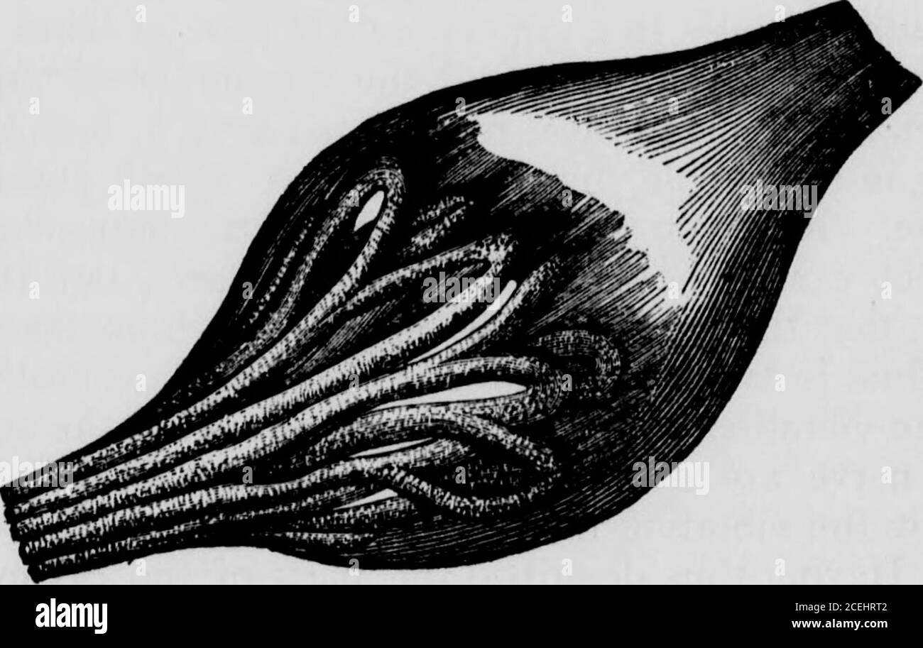 . Menschliche Physiologie : entwickelt für Hochschulen und höhere Klassen in Schulen, und für die allgemeine Lesung. Und bei 14 ist der Zweig des Nervs, der in der Cochlea verzweigt werden geht. In Abb. 154 ist eines der Teile DARGESTELLT ABB. 154. DAS OHR. 283 schöne Anordnung der Nervenfasern in der Cochlea. Wo der Nerv endet, wie bei 10 in Abb. 153, viel höher vergrößert. Sie sehen den schleifenartigen Abschluss der inervösen Fibrillen. Ihr könnt leicht erkennen, dass jede Schwingung der Flüssigkeit einen Eindruck auf diese nervösen Fibrilsthus machen würde, die auf dieser empfindlichen Membran verteilt sind, Stockfoto