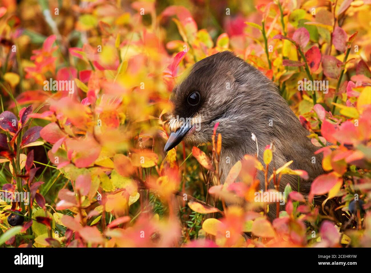 Süßer Europäischer Vogel Sibirischer eichelhäher, Perisoreus infaustus, im herbstlichen Taigawald in Konttainen fiel bei Ruka, Kuusamo, Nordfinnland. Stockfoto