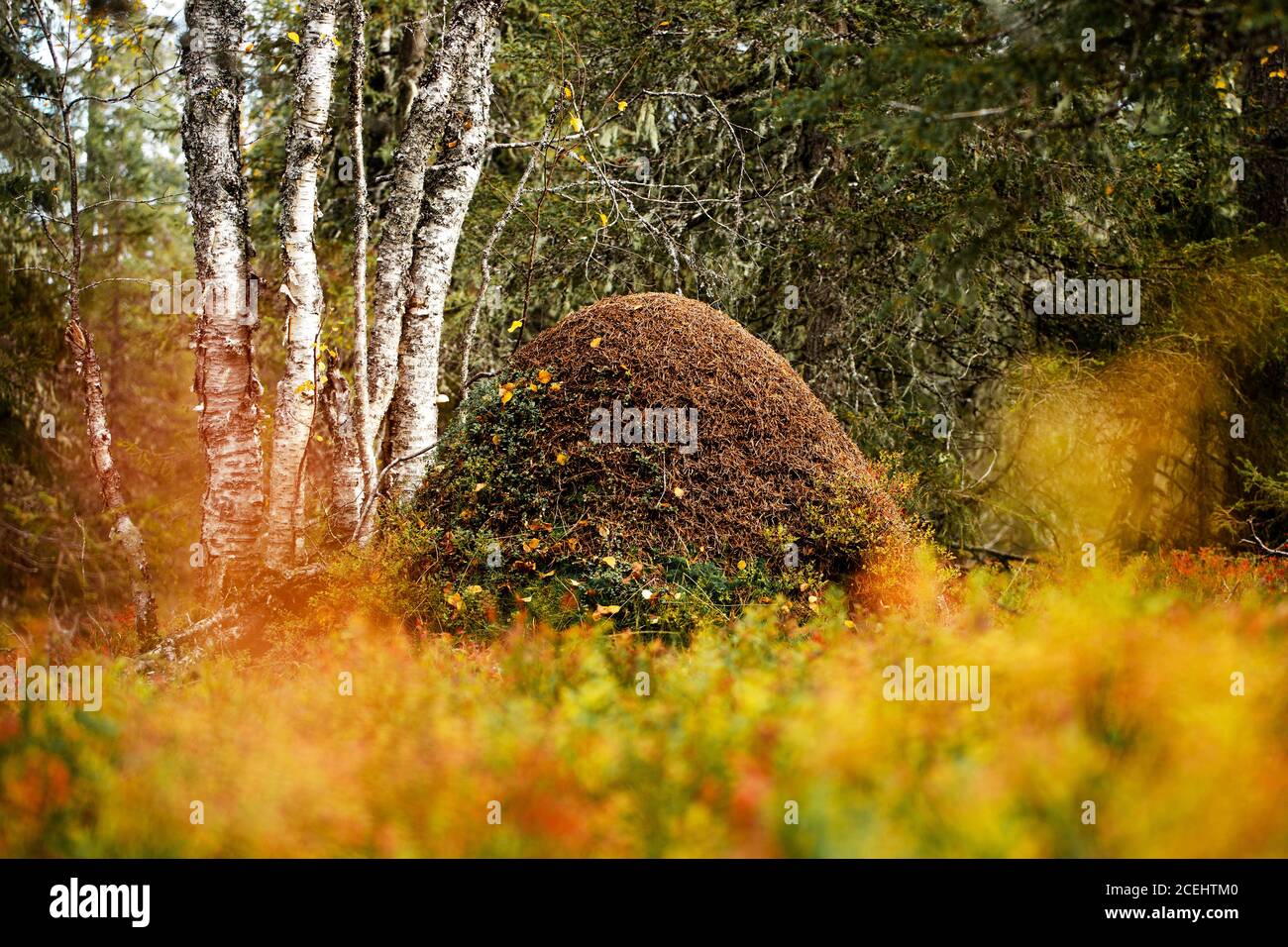 Eine große Ameise brütet in einem Nadelwald in Nordfinnland. Stockfoto