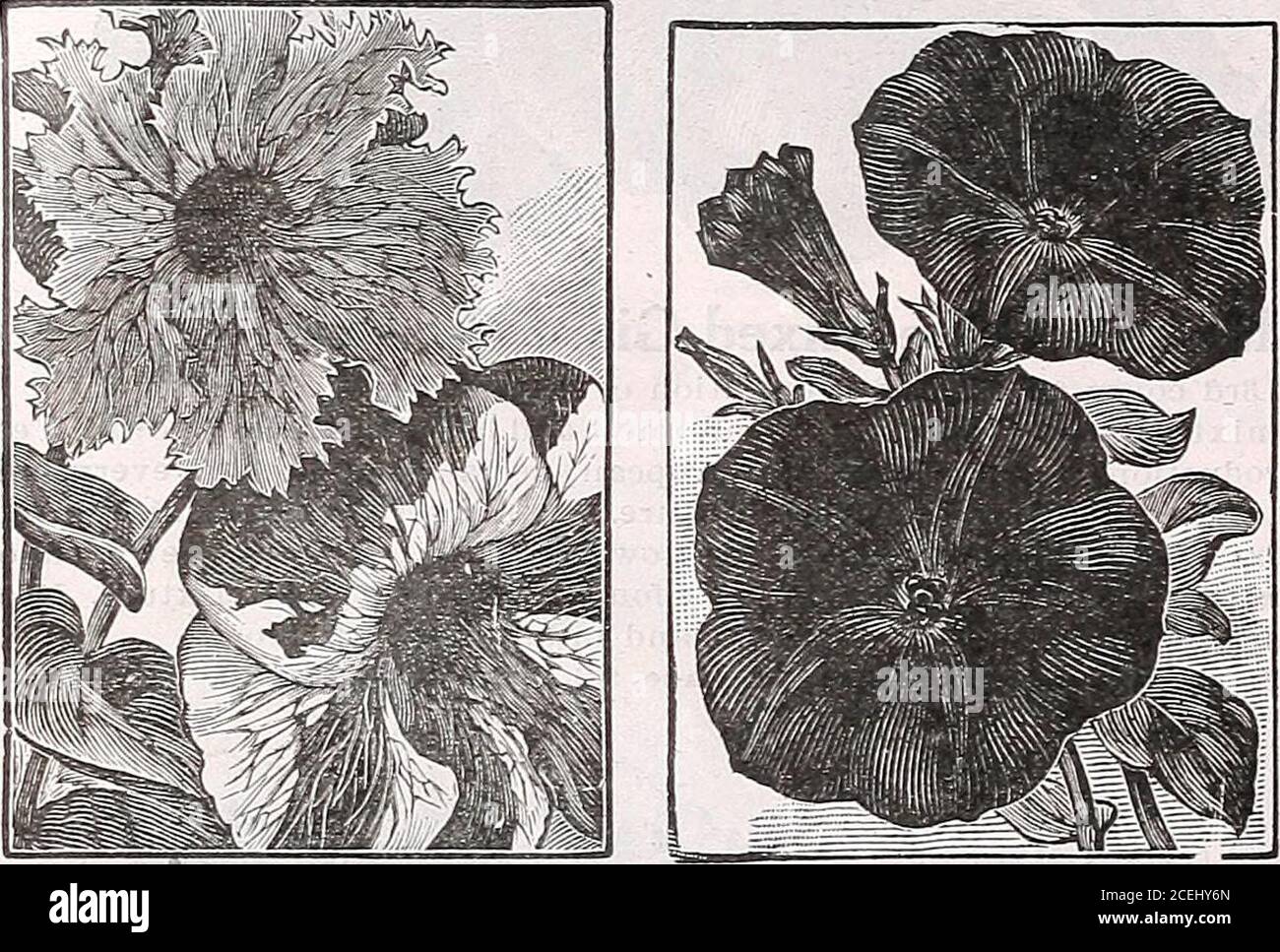 . Das Maule-Samenbuch für 1922. Ie47 HOWARDS-STERN. Diese große Petunia hat Blüten von 2 bis 2^^Zoll im Durchmesser, von feiner Textur, mit mehr oder weniger Adern. Erdfarbe ein karmesinroter kastanienbraun. In der Mitte jeder Blume befindet sich ein fünf-strahliger Stern aus hellrosa oder weiß. Höhe der Pflanze, 13^ bis 2 Fuß.Paket, 10 Cent; ^/^ Unze, 50 Cent; ]^ Unze, 75 Cent.. 1646 Petunia, Belle Etoile. 1642 Petunia, General Dodds. 1646 BEIILE ETOILE. Schöne, großblütige, gestreifte und fleckige Petunien, die besonders gut für Bettwäsche, Körbe, Vasen, etc. Pacfcet, 10 Cent; }^ Unze, 30 Cent; J^ Unze, 50 Stockfoto
