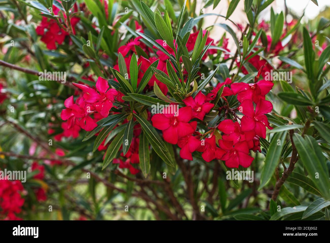 Roter Rhododendron blüht (Rhododendron scabrum) im Garten Stockfoto