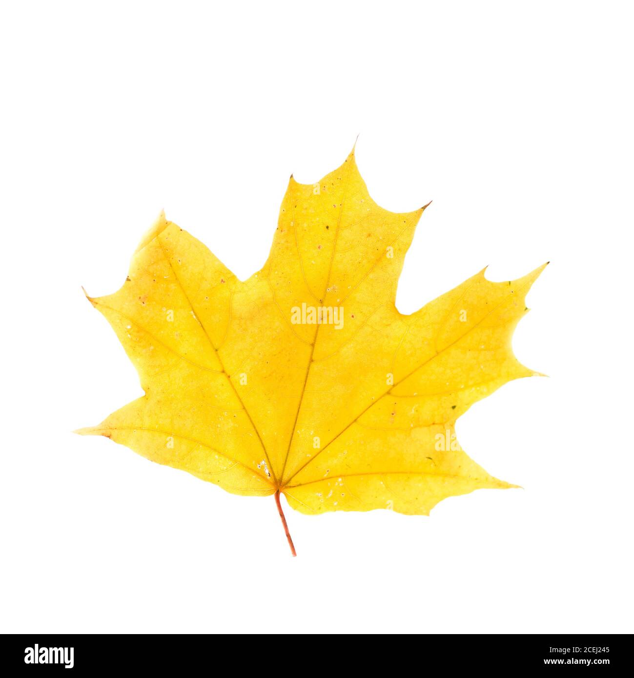 Gelbes Ahornblatt isoliert auf weißem Hintergrund. Goldenes Ahornblatt als Herbstsymbol Stockfoto