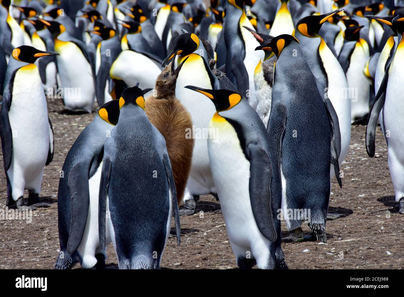 Eine Kolonie von Königspinguinen und ein Küken am Volunteer Point, Falkland Islands. Stockfoto