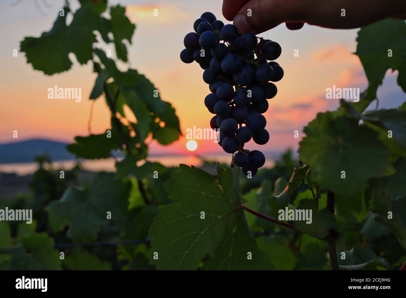 Nahaufnahme der roten Trauben während des Sonnenuntergangs im Palava Landschaftsschutzgebiet. Mährischer Weinberg mit abendlicher Atmosphäre. Stockfoto