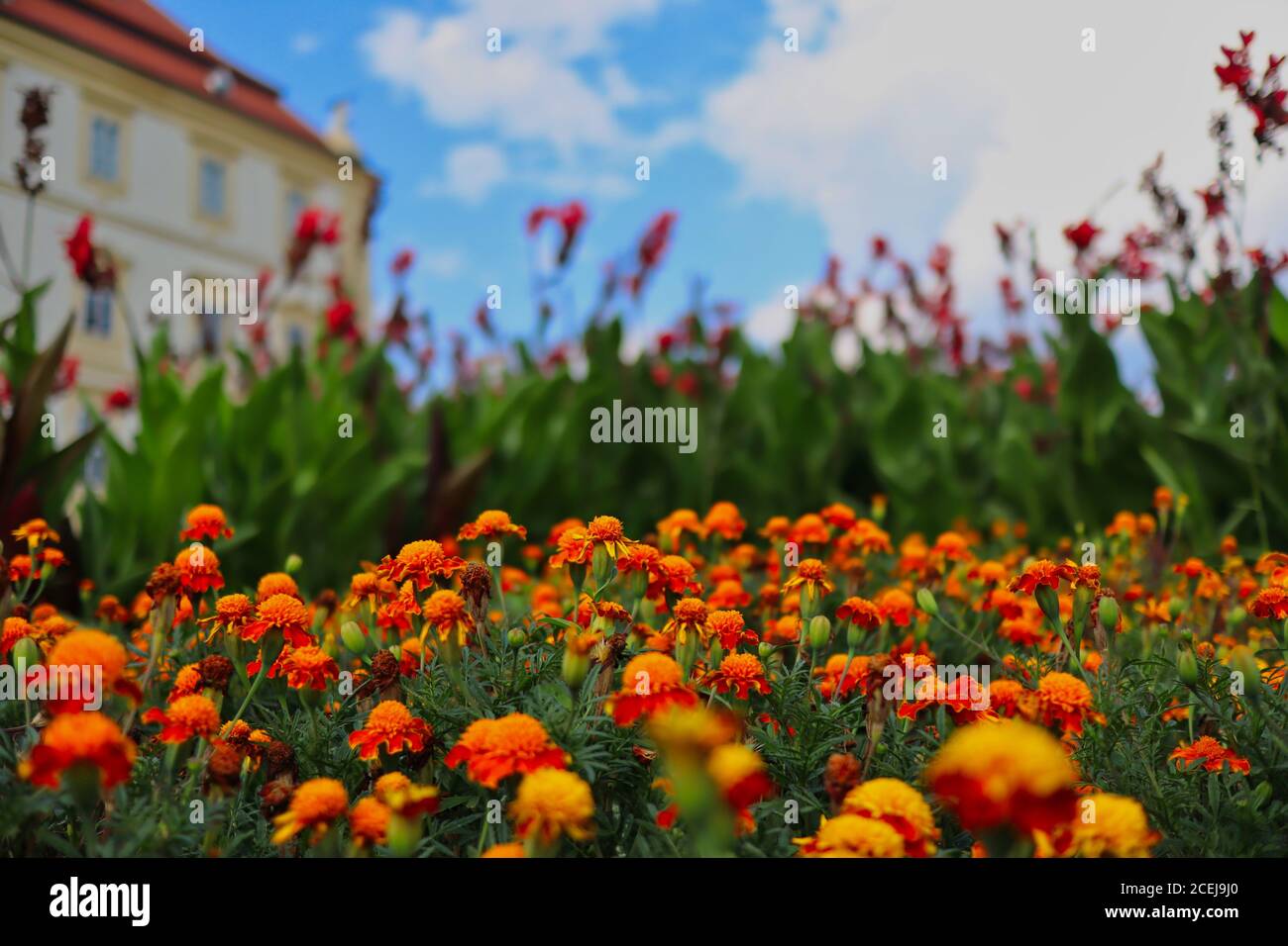 Orange African Marigold (Tagetes Erecta) im Valtice Chateau Garden während sonnigen Sommertag. Stockfoto