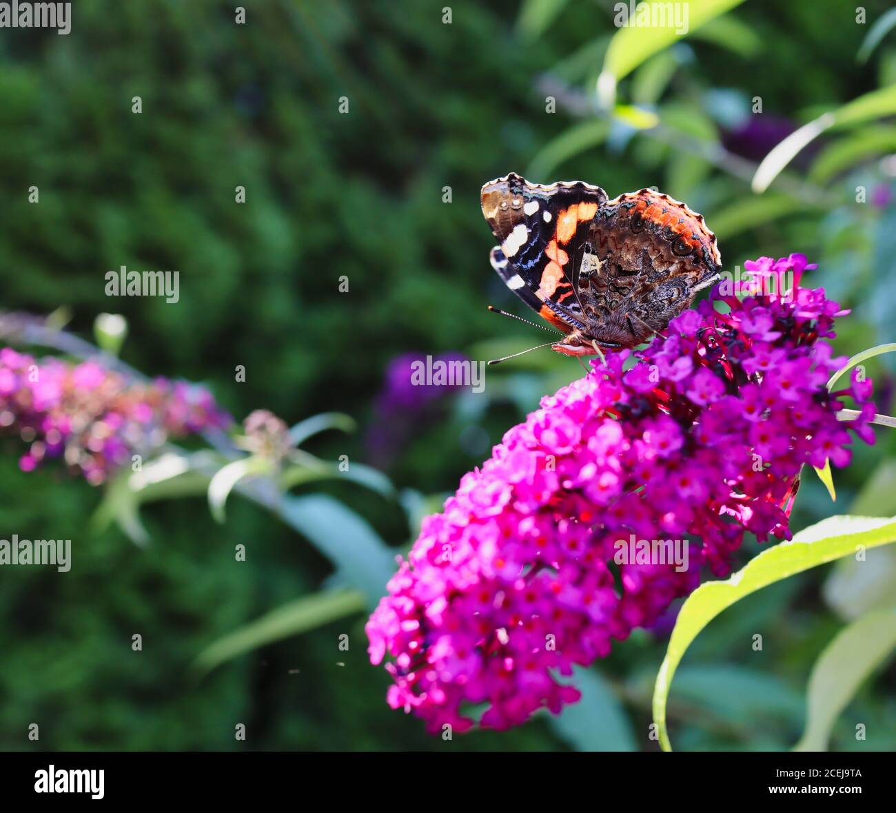 Der Rote Admiral Schmetterling (Vanessa Atalanta) sitzt auf Sommerlila im Garten. Ventrale Ansicht des Roten Admirable auf Butterfly Bush. Stockfoto