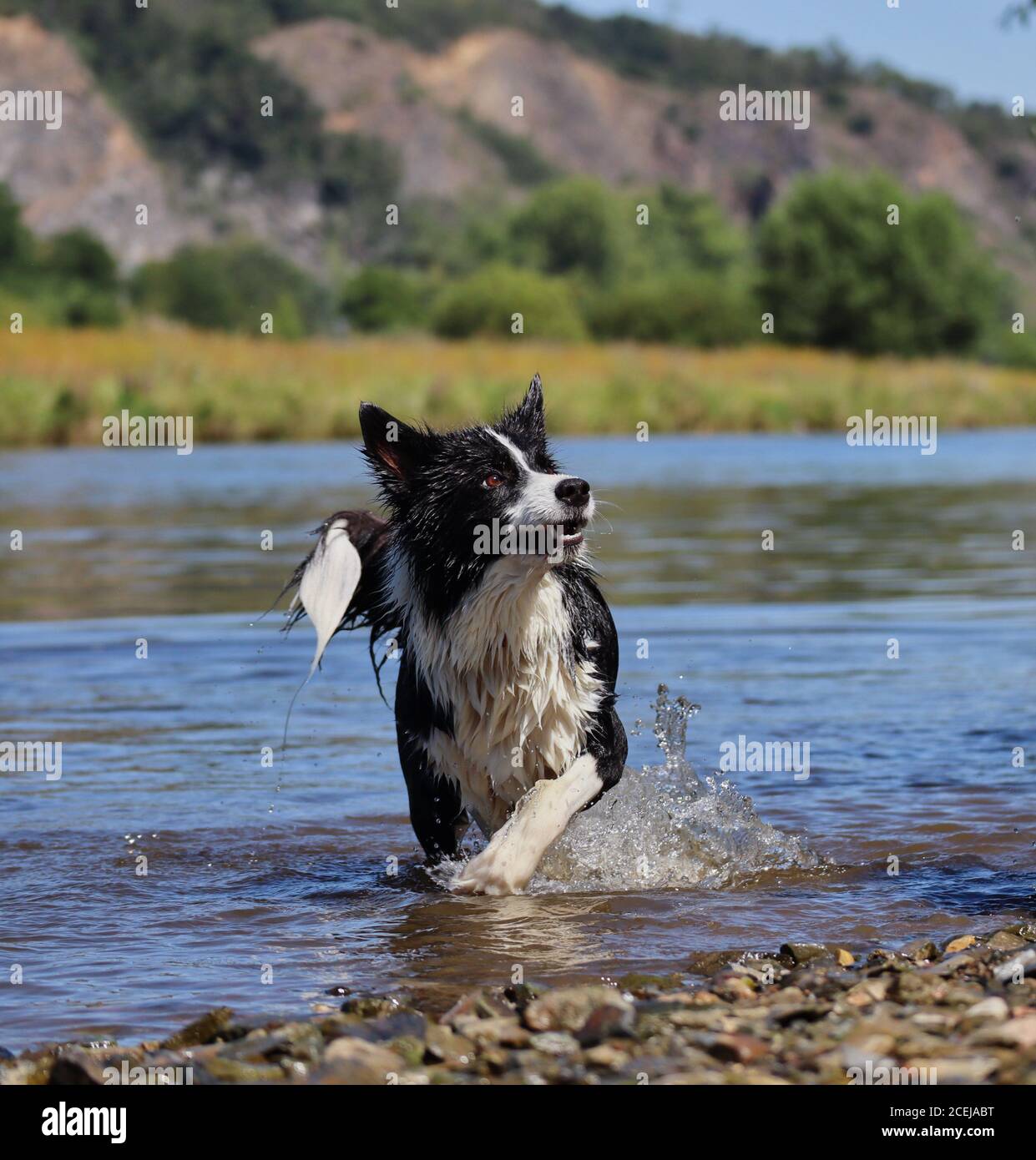 Aufmerksame Wet Border Collie wartet auf Spiel in der Tschechischen Fluss. Black and White Dog genießt Spaß am Wasser. Stockfoto