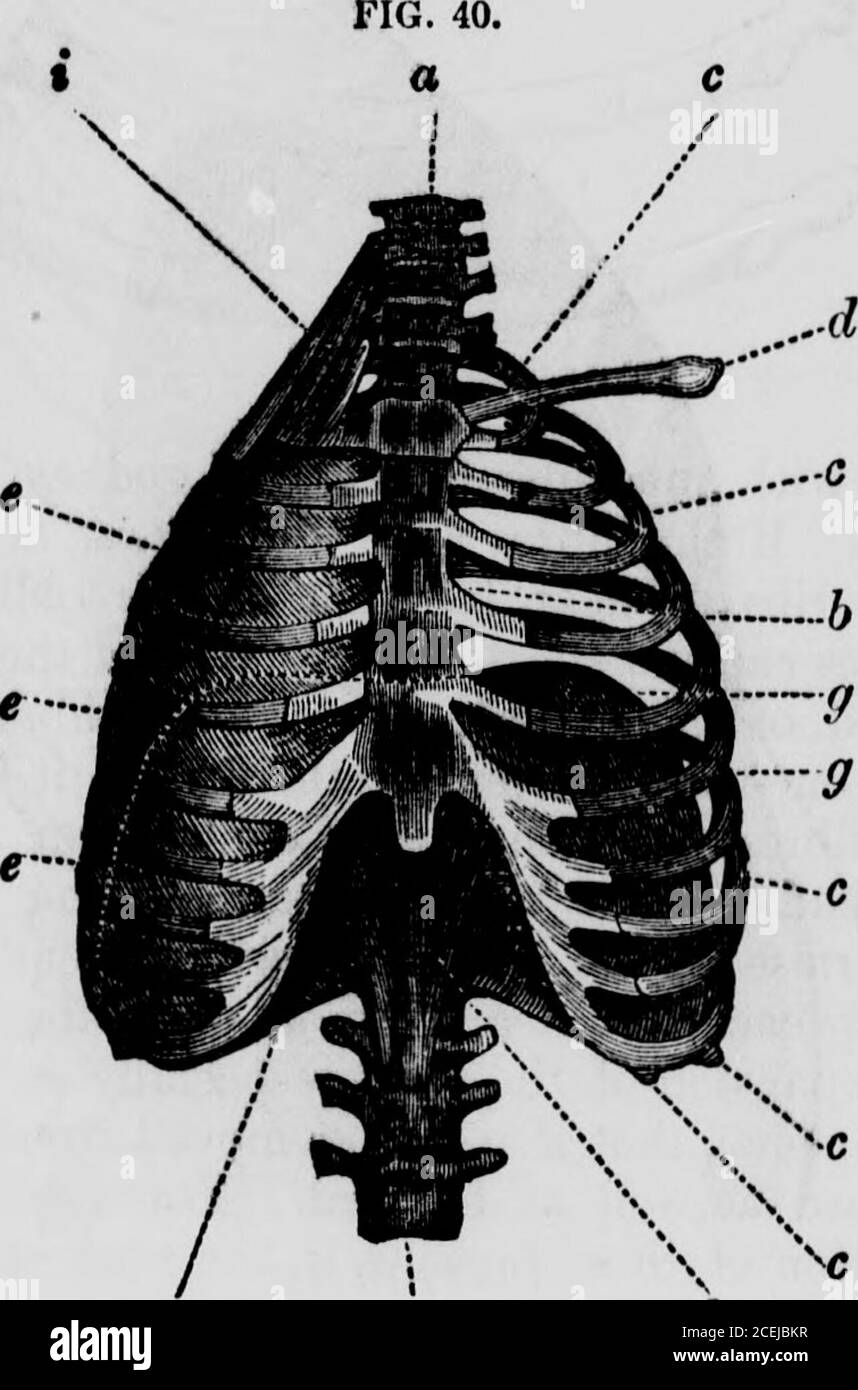 . Menschliche Physiologie : entwickelt für Hochschulen und höhere Klassen in Schulen, und für allgemeine Lesen. Wie sie in der Inspiration auftreten. Man nimmt an, daß es bei der ungewöhnlichen Ausatmung wenig, wenn überhaupt, muskuläre Wirkung gibt, die, da das Zwerchfell, das in der Inspiration den Magen und die Leber hinunterdrückte und so die Wände des ab-Domes ausstieß, aufhört, sich zu kontrahieren und sich zu entspannen, die bloße Elastizität der darunterliegenden Teile, Und vor allem der Bauchwände, stellt den früheren Zustand der Dinge, und so ist das Zwerchfell Auto-ried nach oben, und Exspiration Ergebnisse. Wenn jedoch die ex- 92 MENSCHLICHE PHYSIOLOGIE Stockfoto