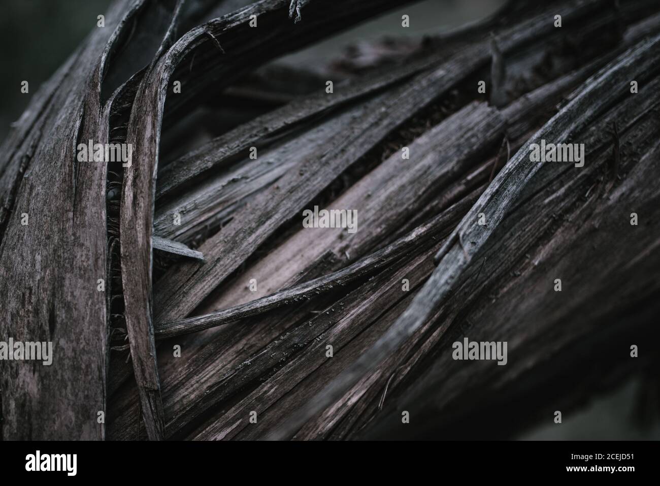 Close-up gefallen geknackt alten drei im Wald. Stockfoto